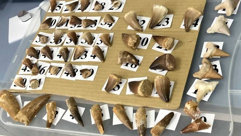 На границе с Финляндией задержали полтысячи зубов динозавров