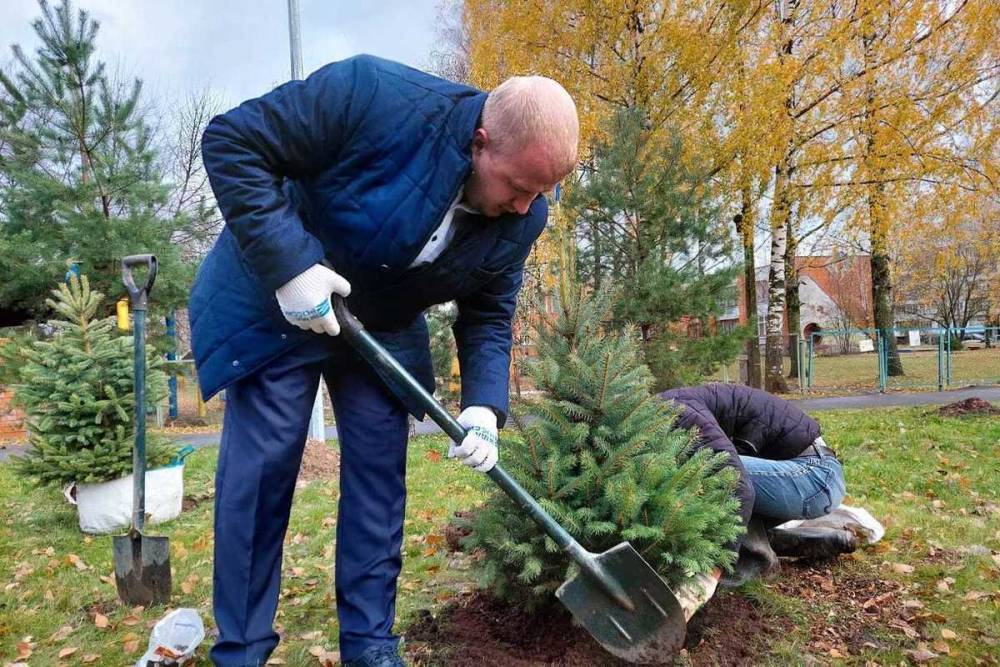 Почти 150 новых деревьев высаживают в Пскове