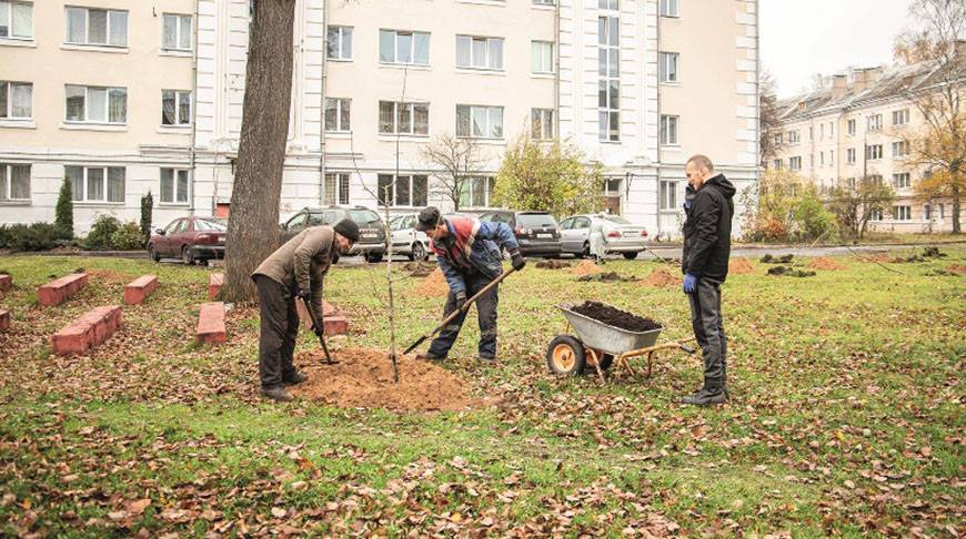 В Полоцке по инициативе местного жителя появился молодой сад из 450 деревьев
