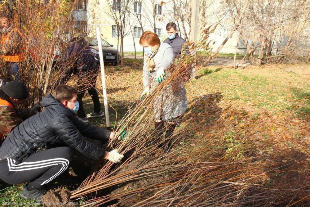Мэрия Рязани высадила кустарники в сквере Попова