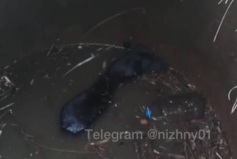 Нижегородцы спасли собаку, провалившуюся в колодец на Московском шоссе
