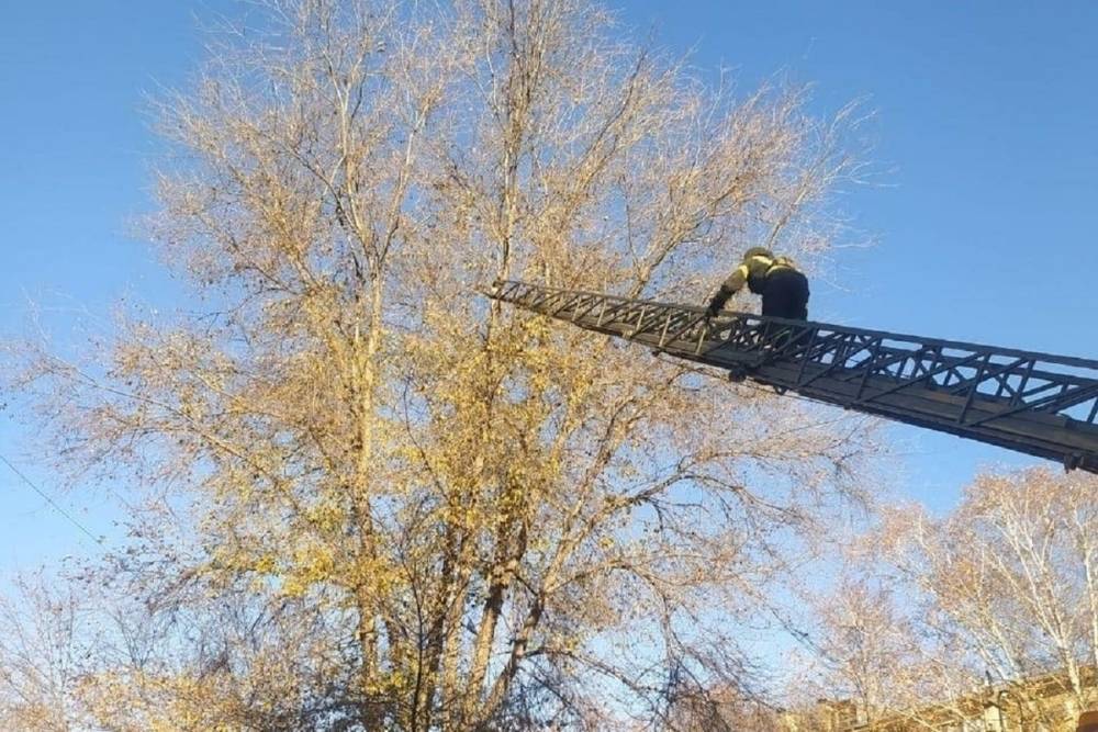 В Белгородской области спасатели сняли домашнего кота с высокого дерева
