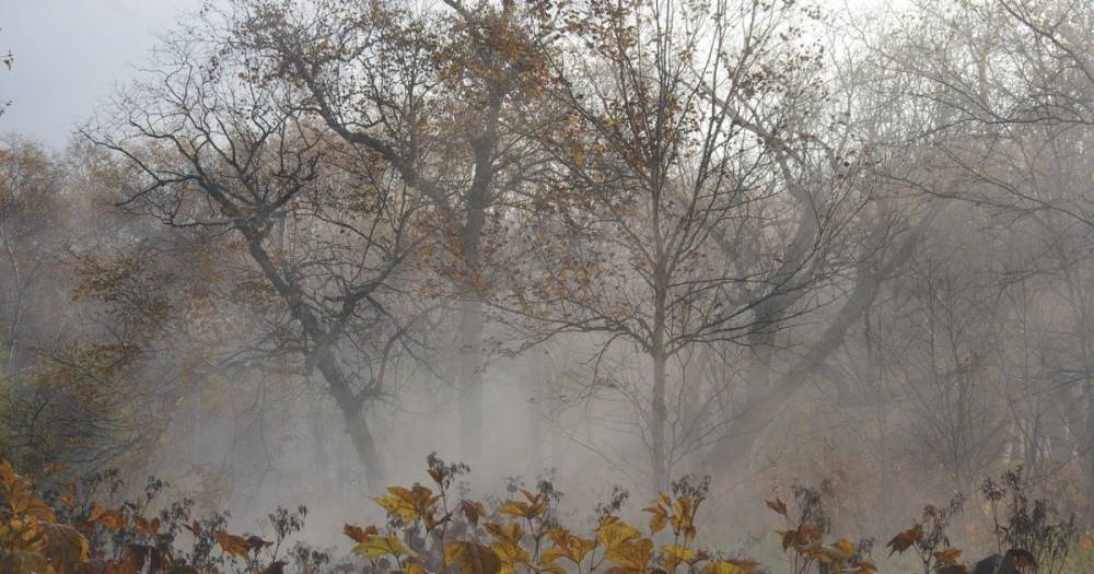 Погода в Украине: без осадков, местами туман