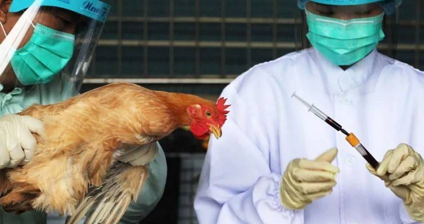 В Китае растет заболеваемость птичьим гриппом среди людей