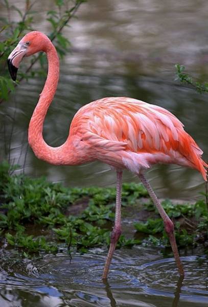 Ямальские нефтяники спасли замерзающего на месторождении розового фламинго