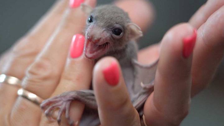 «Милая зверушка»: Летучую мышь нашли в одной из столичных квартир
