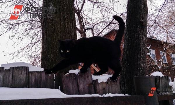 В Новосибирске оккультисты просят в приютах животных черного цвета