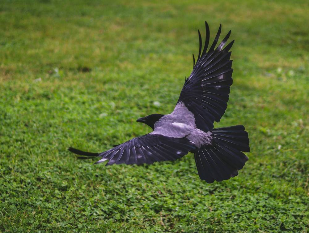 Агрессивные городские птицы. Почему в Гродно вороны нападают на людей?