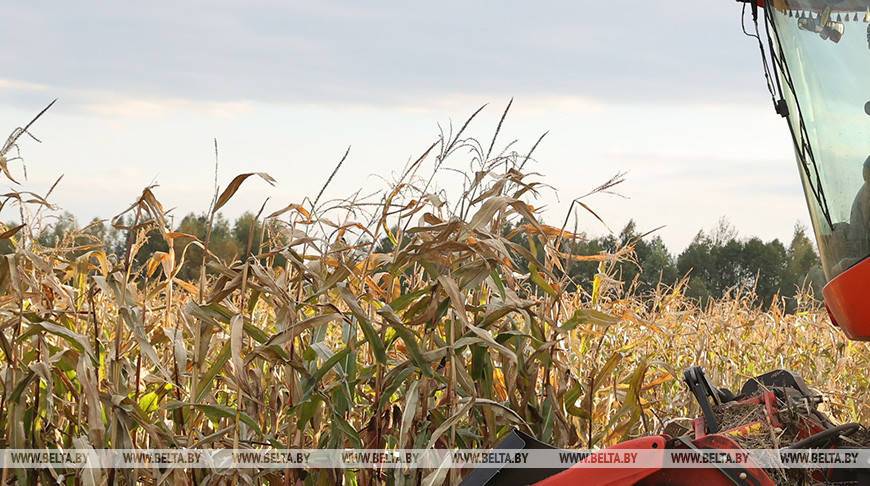 Три района Гомельской области завершили уборку кукурузы на зерно