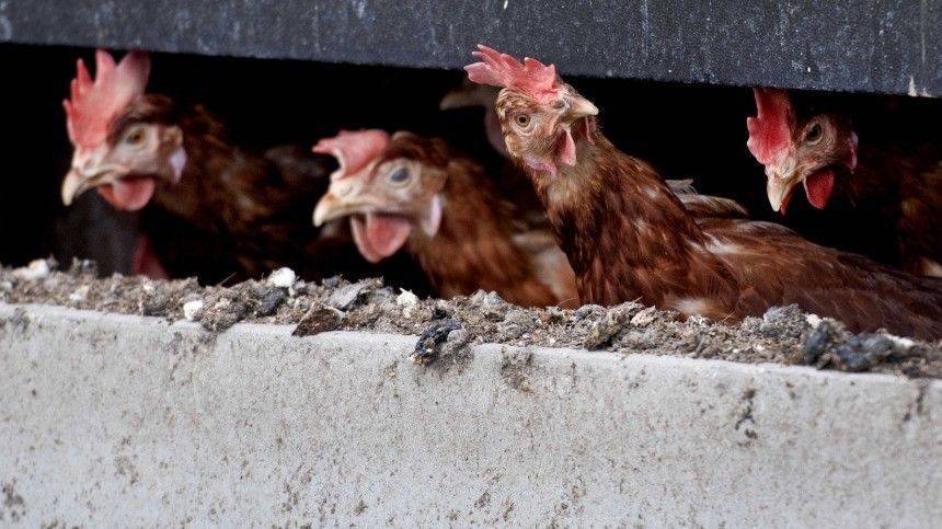 Жителей Тюмени «задушил» ядовитый запах с птицефабрики