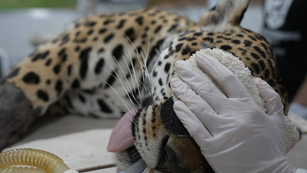 В Бразилии спасают популяции ягуаров при помощи ЭКО