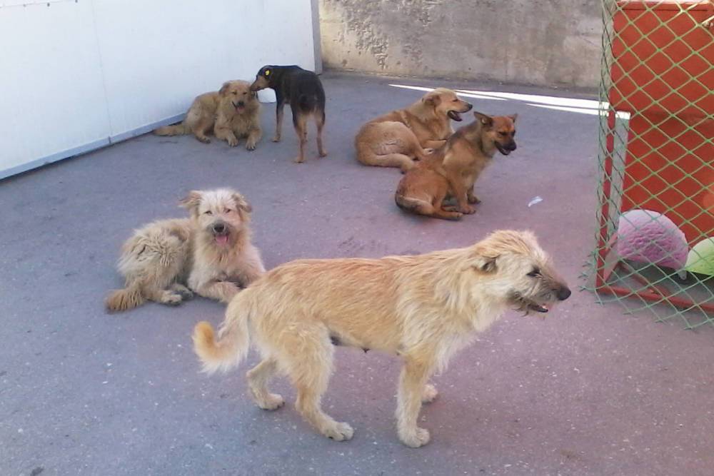 Бродячие собаки оккупировали саратовский рынок