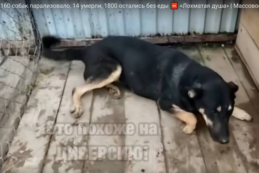 Прокуратура выяснит причину отравления собак в подмосковном Чехове