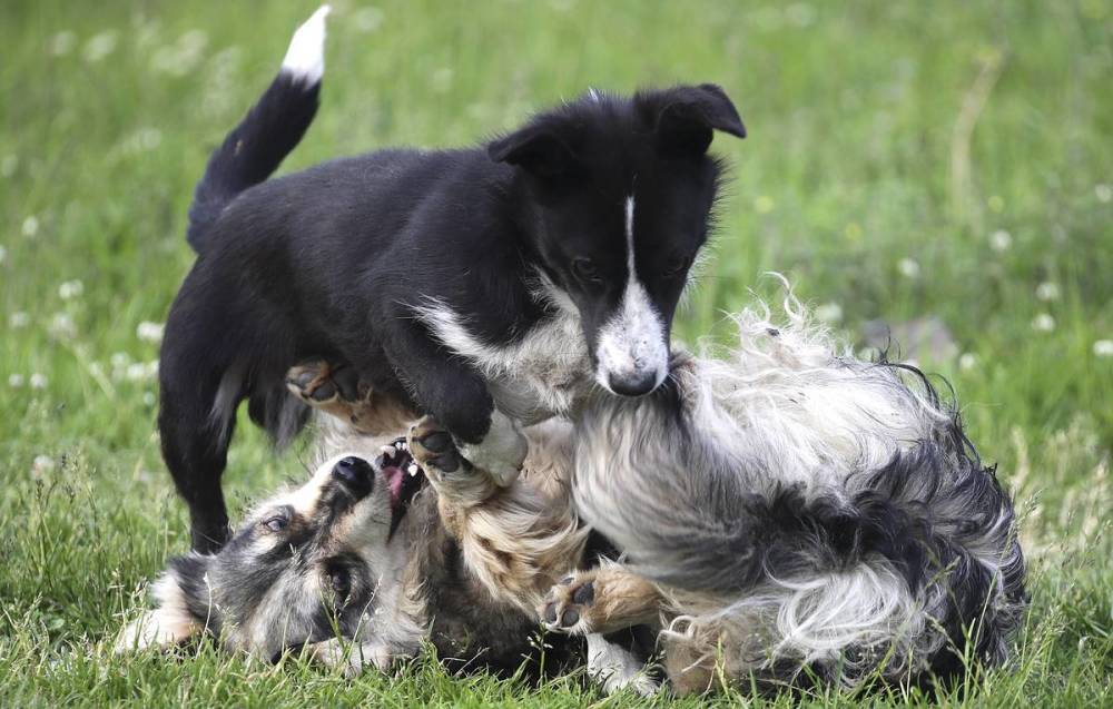 Директор приюта в Чехове назвала возможную причину отравления собак
