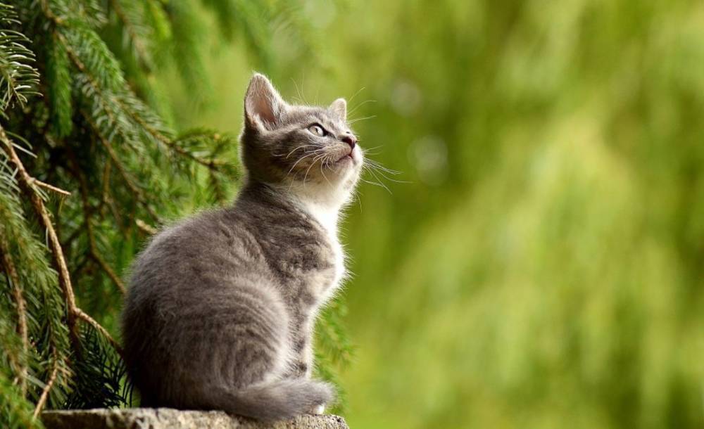 Что на самом деле видят кошки? Мифы и факты о кошачьем зрении