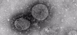 Разведка США заявила, что коронавирус не был создан как биологическое оружие
