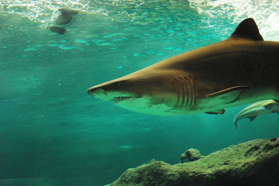 Ученые выяснили, почему акулы нападают на людей - Русская семерка