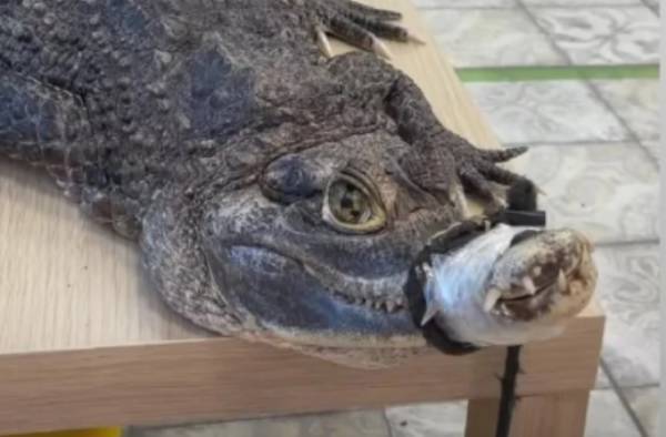 Депутат ГД Бурматов пожалуется в Роспотребнадзор на акцию с крокодилом в тюменском магазине
