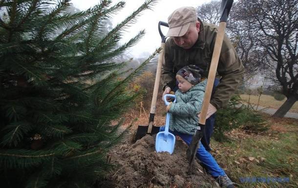 За день в Украине высадили 3,8 млн деревьев
