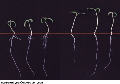 Почему корни растений перестают расти в тени: новое исследование