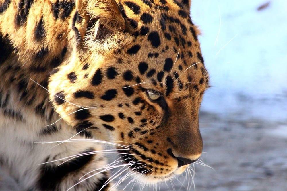 В Приморье в видеоловушку попала неизвестная самка леопарда