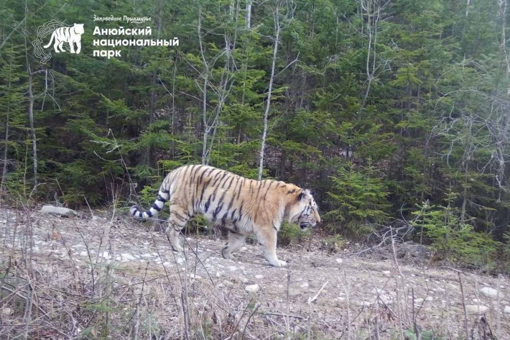 Молодой тигр появился в Анюйском национальном парке Хабаровского края