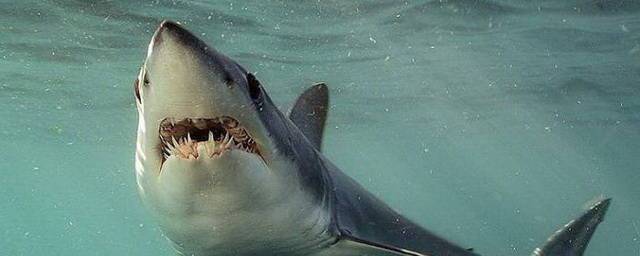 Ученые выяснили, что акулы нападают на серферов из-за идентификации их с ластоногими