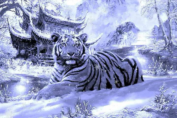 В чём встречать Новый 2022 год Тигра по знакам зодиака, какие цвета более предпочтительнее