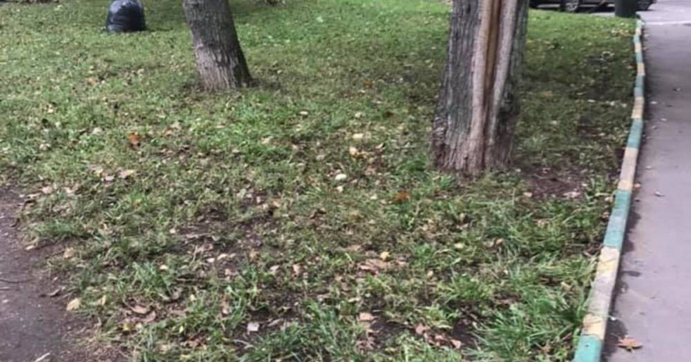 Россияне пожаловались на ранний сбор осенней листвы