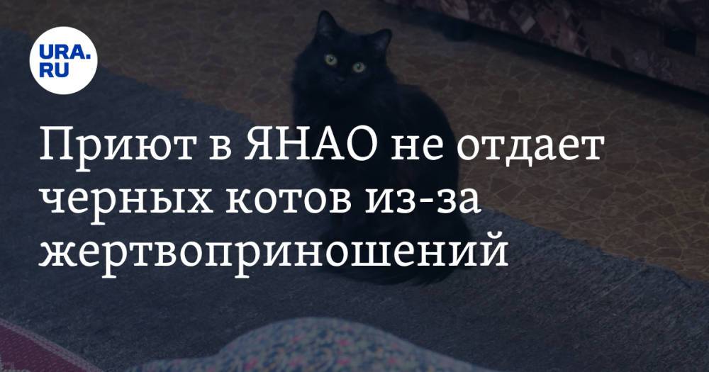 Приют в ЯНАО не отдает черных котов из-за жертвоприношений