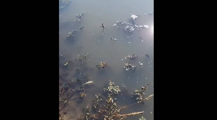 В реке, впадающей в Дон, в Воронежской области заметили мёртвую рыбу