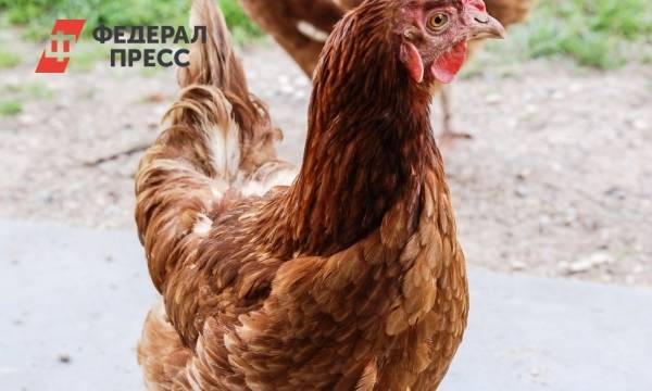 В четырех тюменских селах объявлен карантин по птичьему гриппу