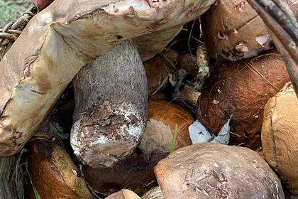 В Волгоградской области нашли килограммовый гриб