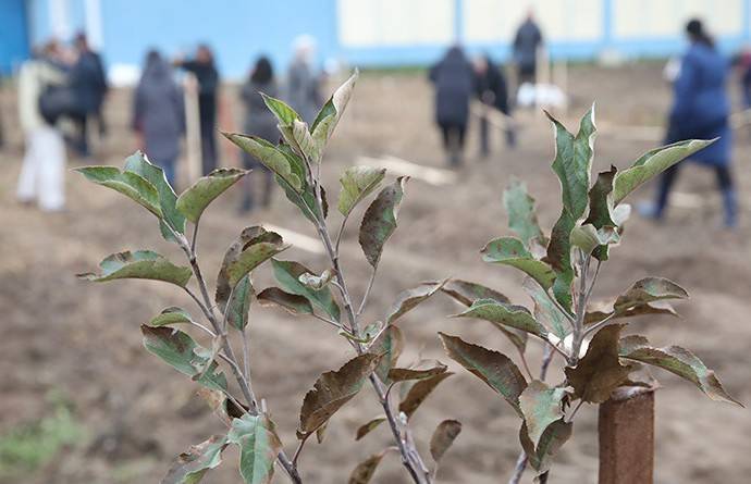 «Они даже не знают, что такое земля, почва»: Лукашенко предложил закрепить сбор яблок за школьниками и студентами