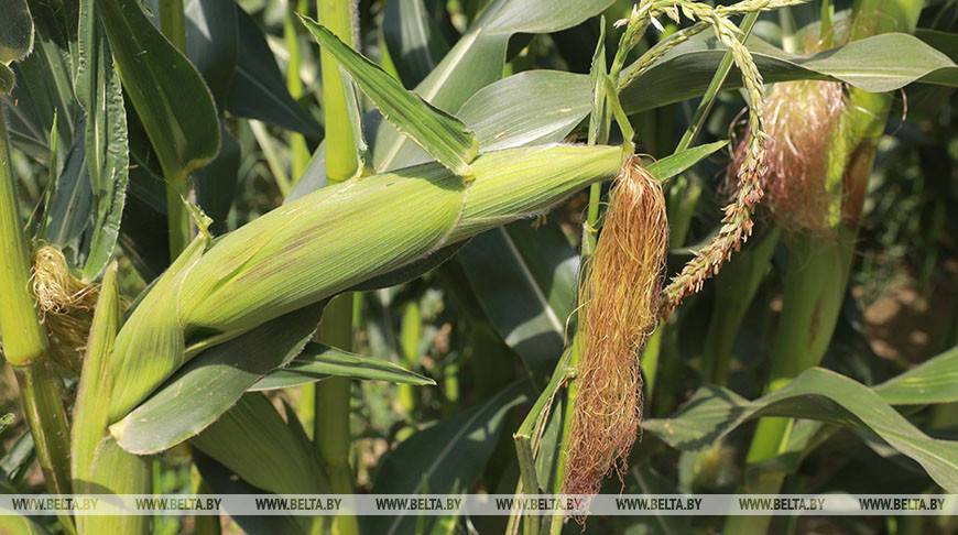 В Минской области убрано более половины площадей кукурузы на силос