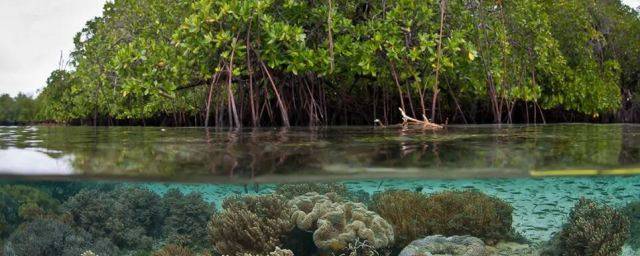Мангровый лес полуострова Юкатан указал на уровень моря в последний межледниковый период