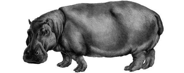 В Великобритании нашли зуб гигантского бегемота возрастом 1 млн лет