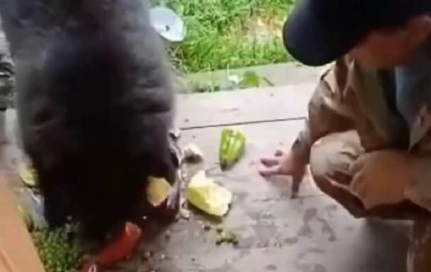 На Алтае медвежонок в поисках еды вышел к людям