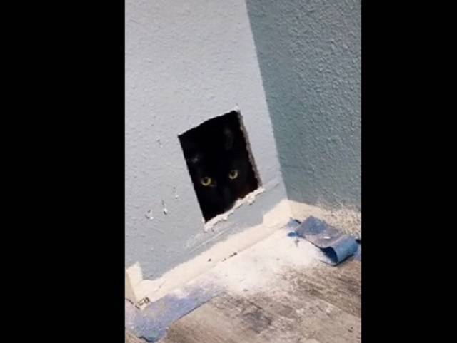 Хозяева потеряли кота во время ремонта и нашли его в неожиданном месте