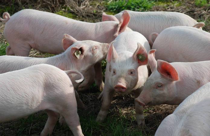 Украинские свиноводы в разы сократили закупку импортного молодняка