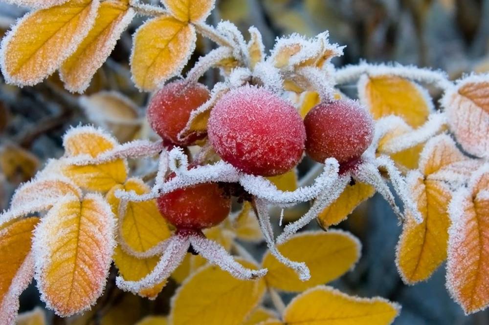 На Луганщине объявлен II уровень опасности из-за сильных заморозков