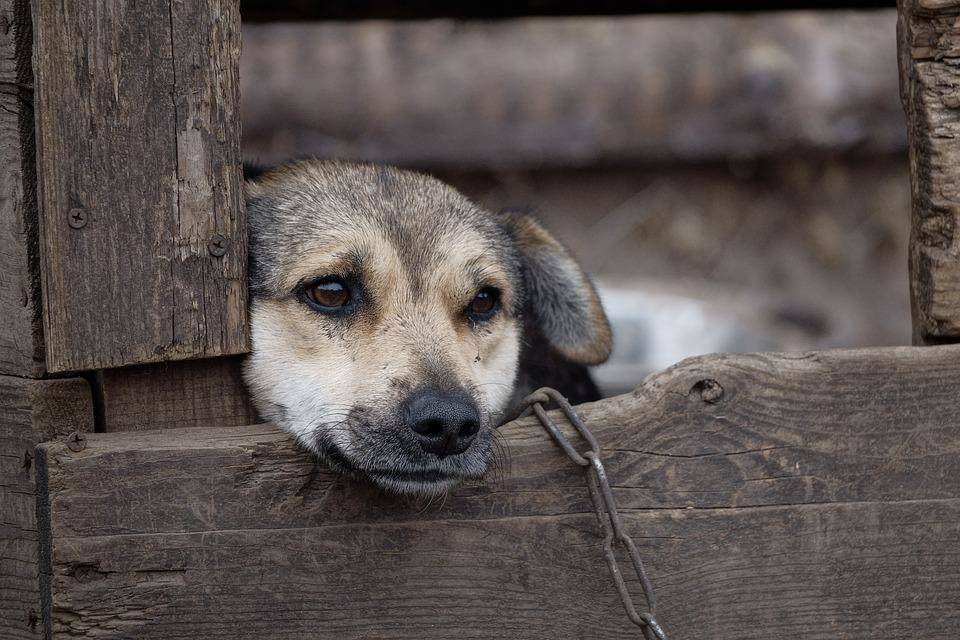 В Самарской области жители села-призрака оставили умирать 20 собак
