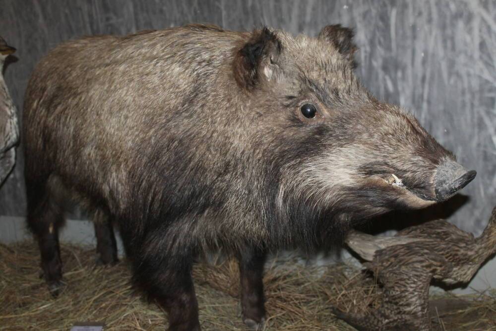 Для профилактики свиной чумы в Бурятии проверяют численность кабана