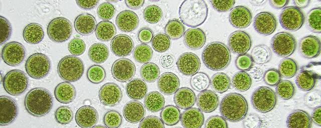 Зелёные водоросли способны очистить сточные воды от токсичного свинца