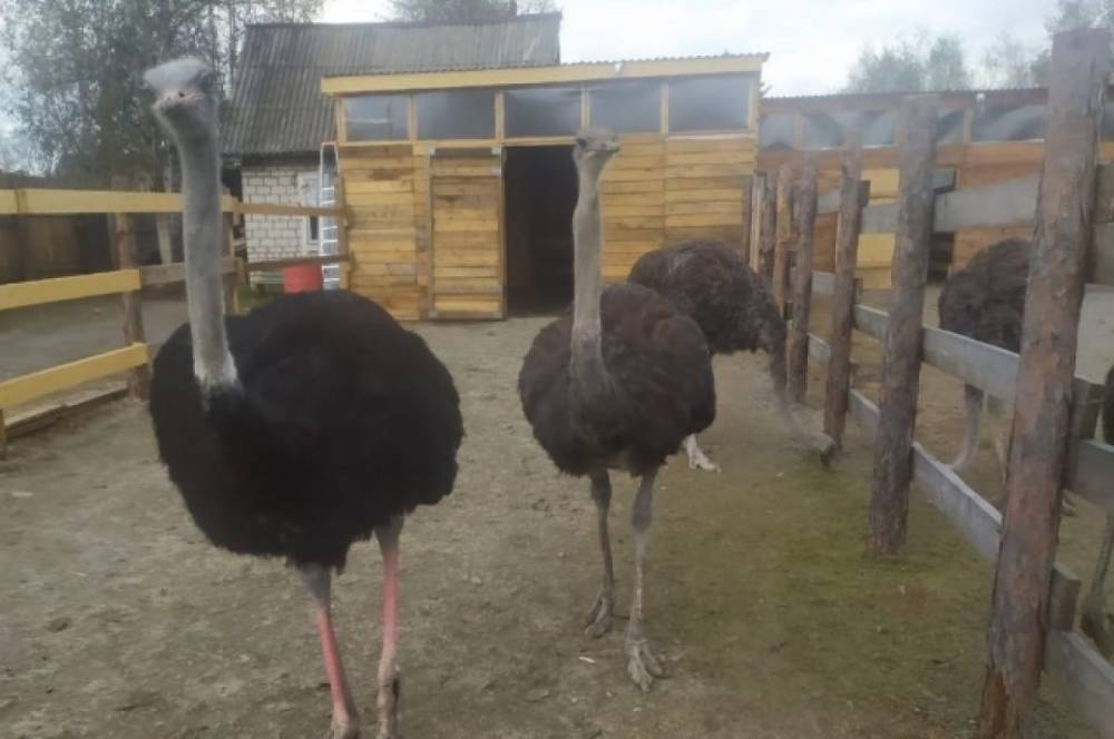 Хабаровчане хотят купить новую семью страусов на мясо