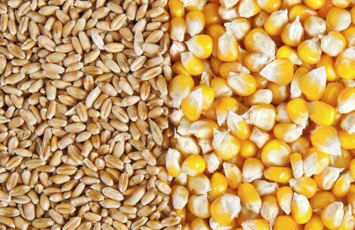 Украина отправила на экспорт почти 15 млн т зерна