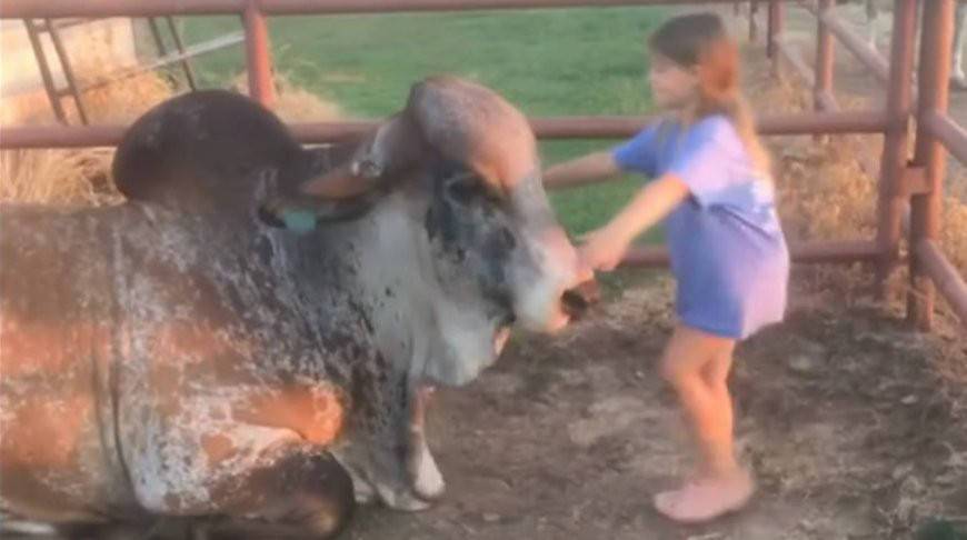 Девочка и огромный бык стали лучшими друзьями - тот даже не против ее покатать! (Видео)