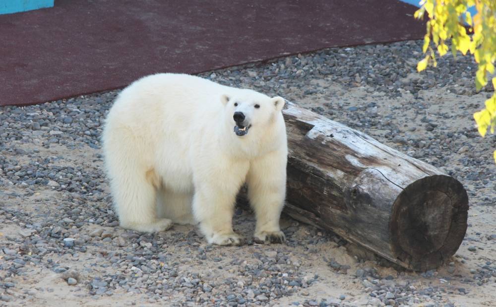 Белая медведица из нижегородского зоопарка проинспектировала новый вольер для будущего друга
