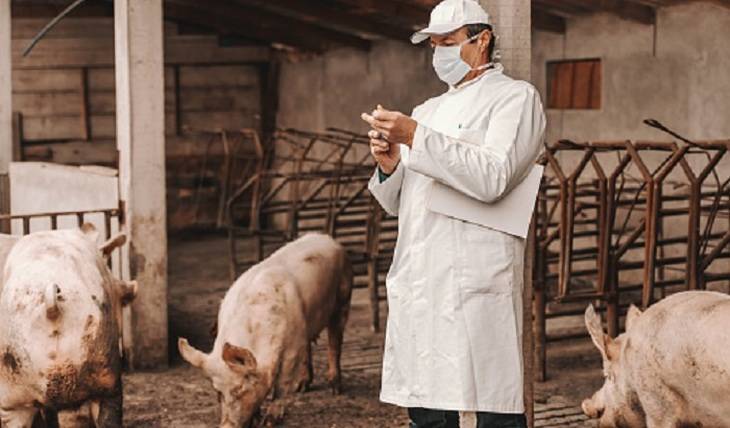 Российским регионам угрожает африканская чума свиней