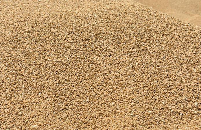 Зерновой бизнес против введения новой инструкции по учету зерна: из-за коррупции